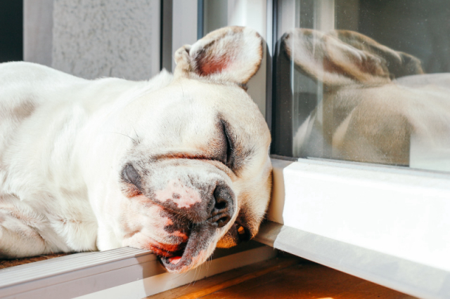 The Science Behind Sleep