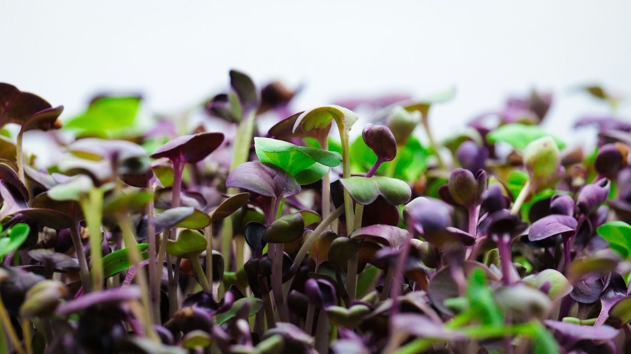 Seed to Sprout