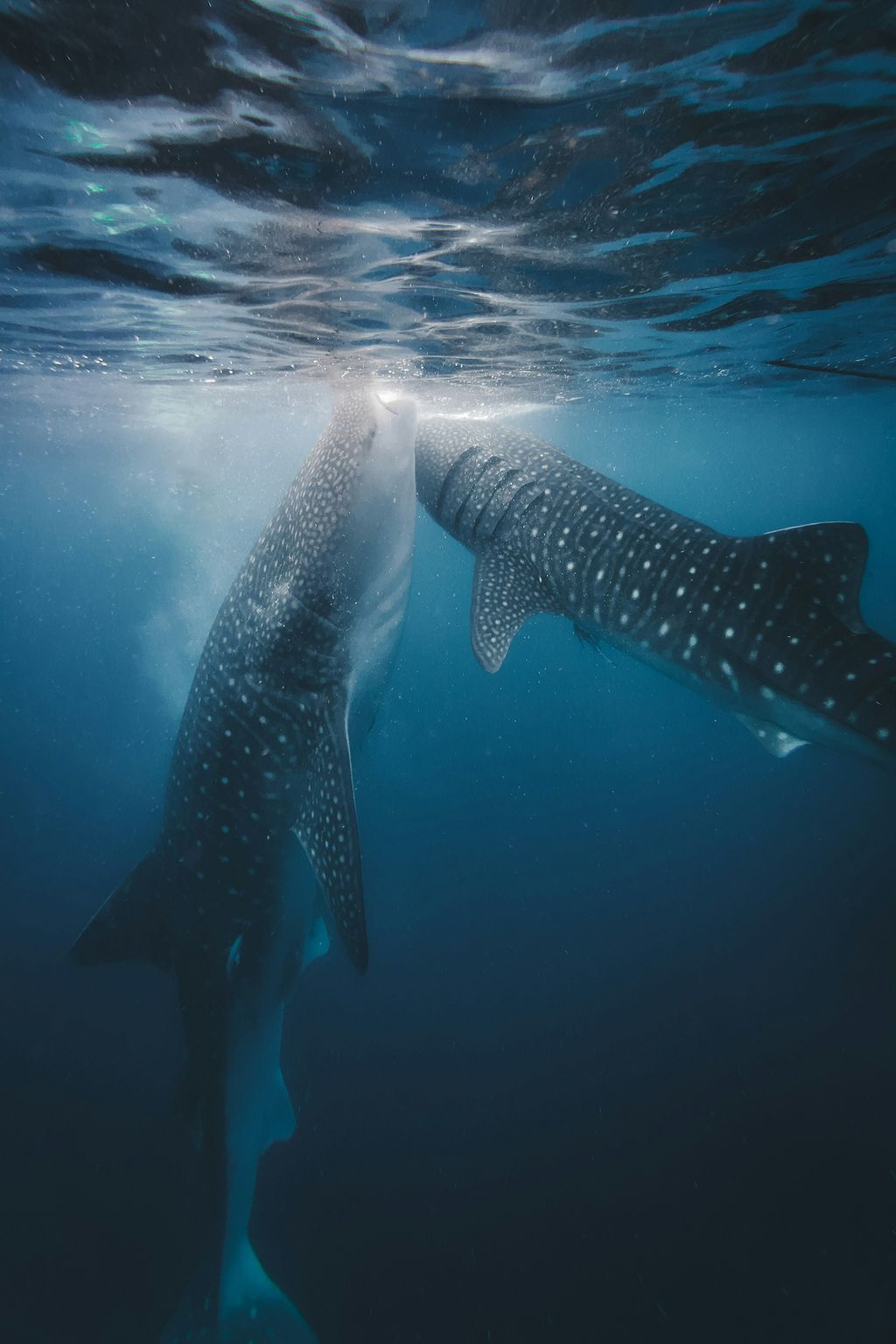 Diving with Whale Sharks