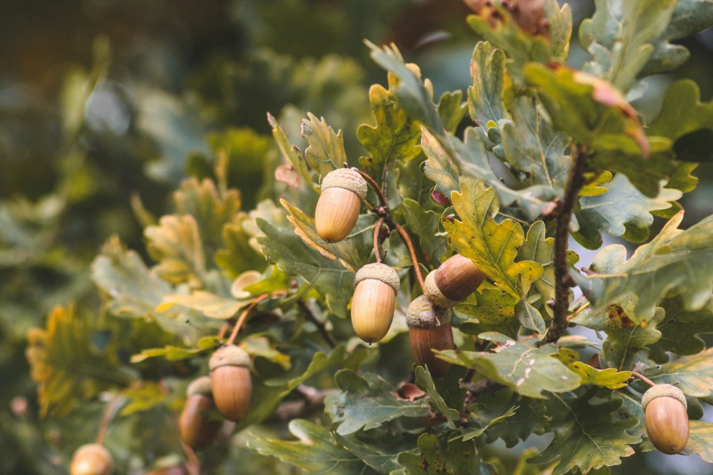 Acorn to Oak